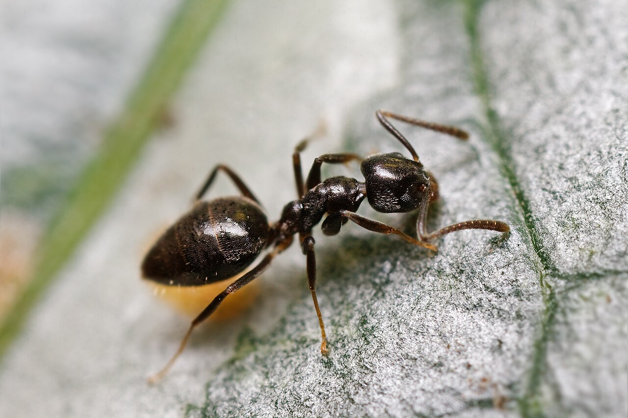 Ants — Formicidae — photographed for identification