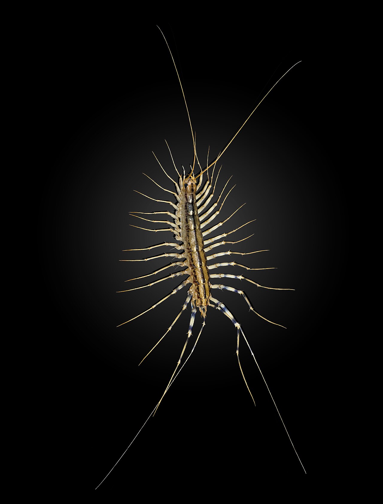 Centipedes — Scutigera coleoptrata — photographed for identification