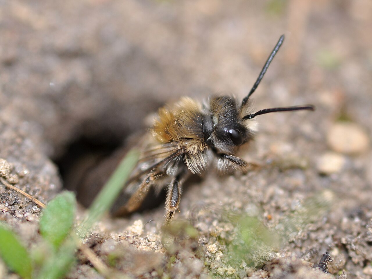 Ground Bees — Andrenidae and Halictidae — photographed for identification