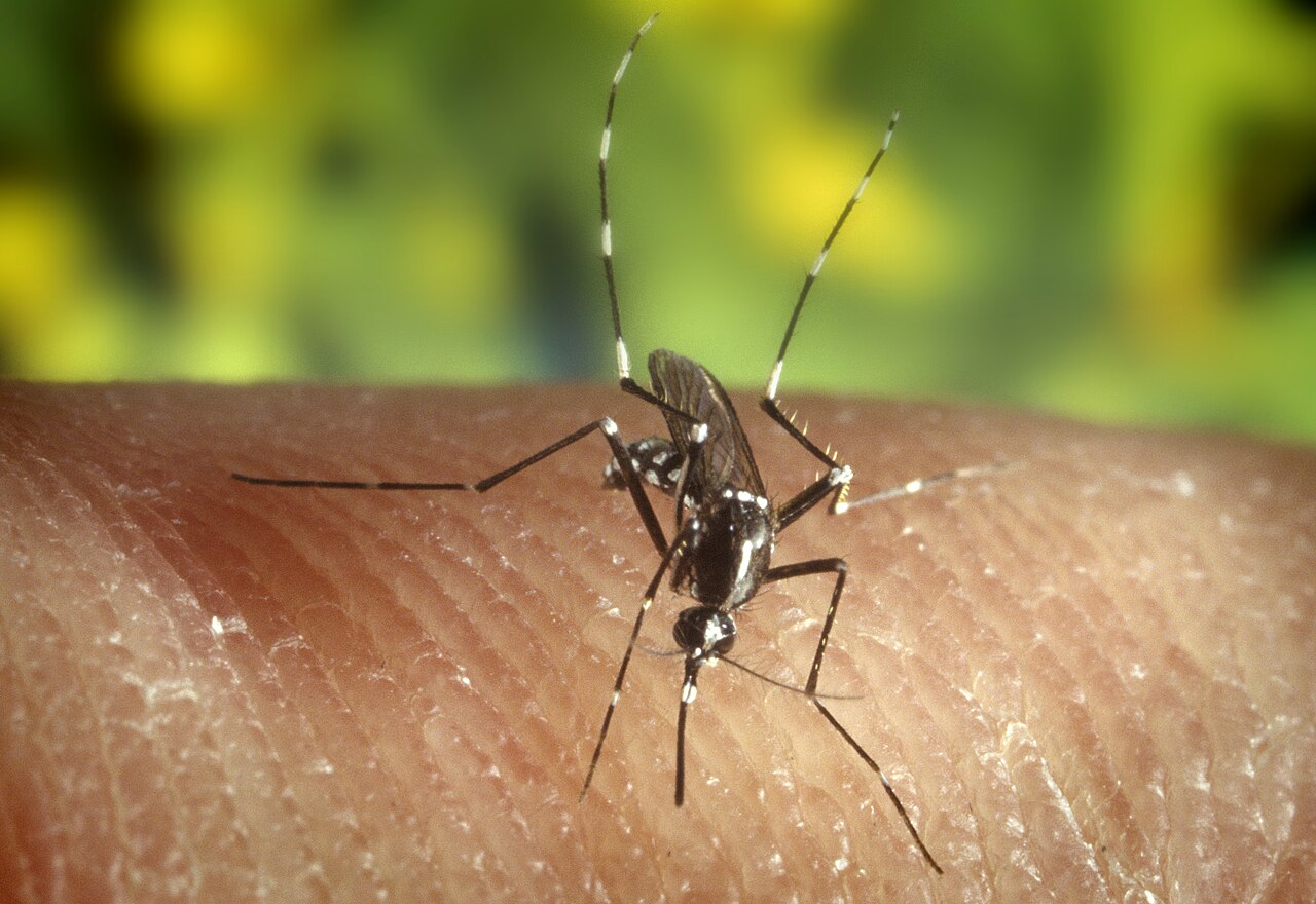 Mosquitoes — Culicidae — photographed for identification