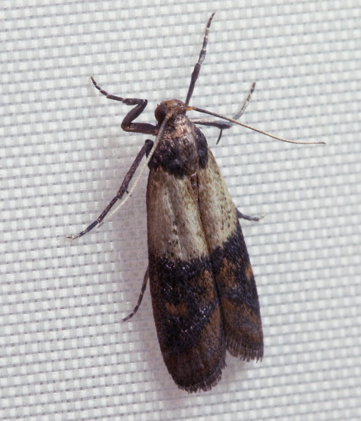 Moths — Lepidoptera — photographed for identification