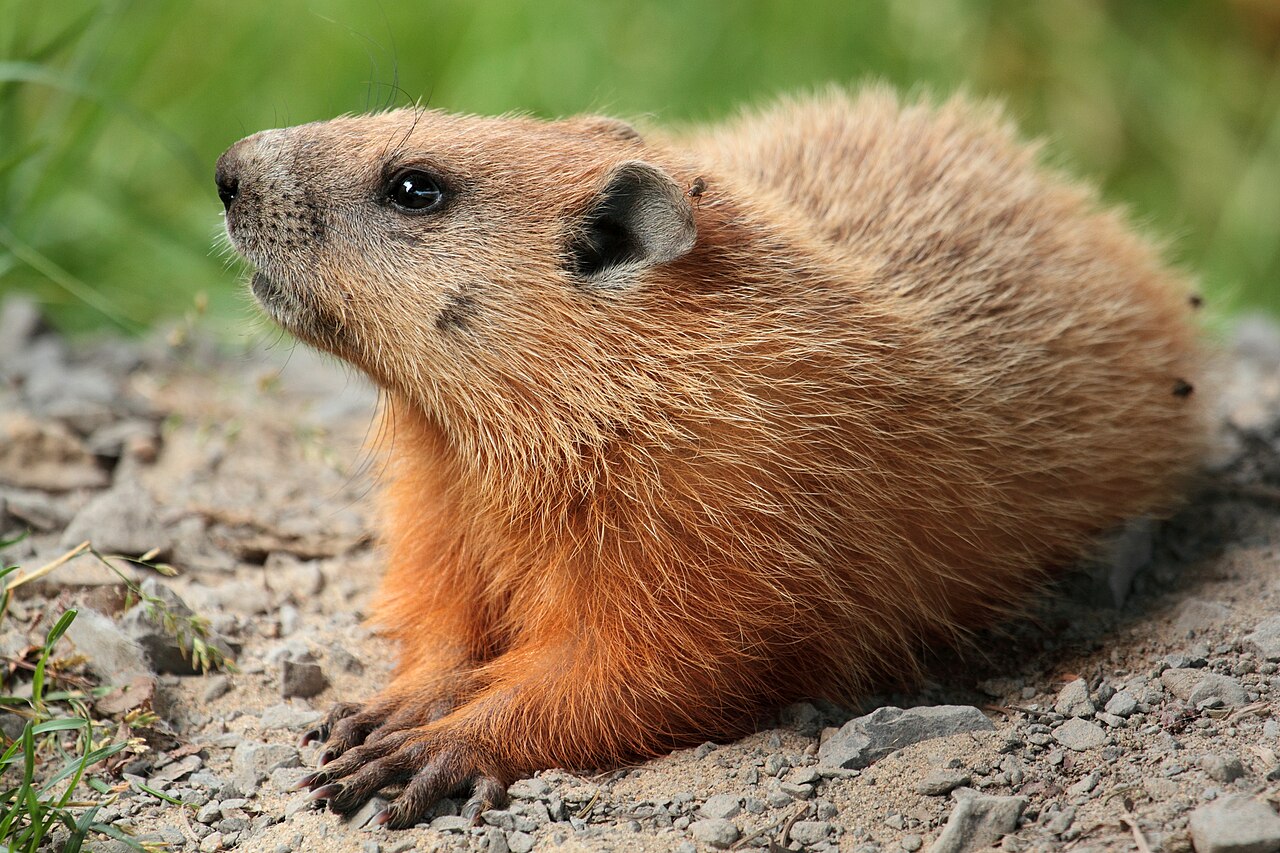 Rats — Rattus norvegicus — photographed for identification