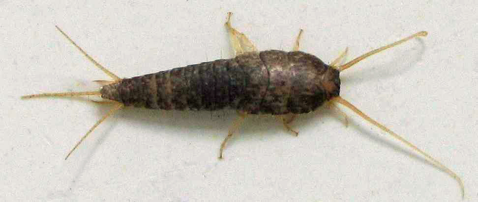Silverfish — Lepisma saccharina — photographed for identification