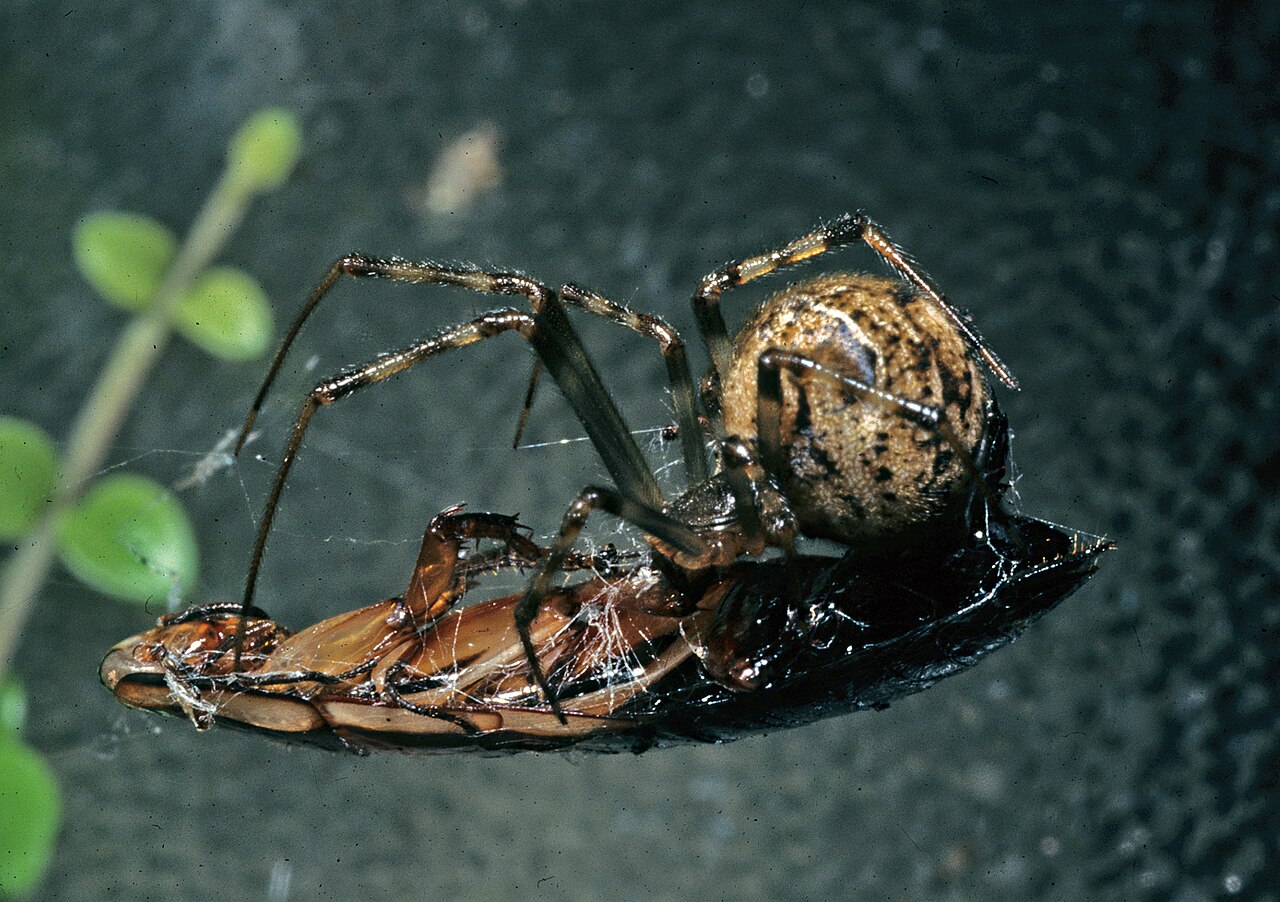 Spiders — Araneae — photographed for identification