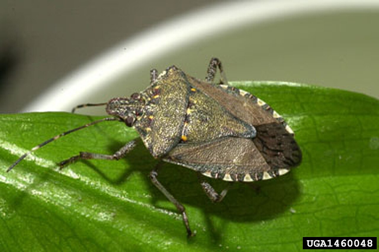 Stink Bugs — Halyomorpha halys — photographed for identification