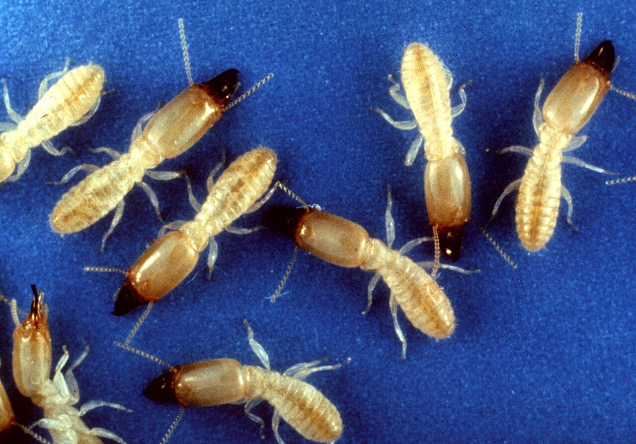 Termites — Reticulitermes flavipes — photographed for identification