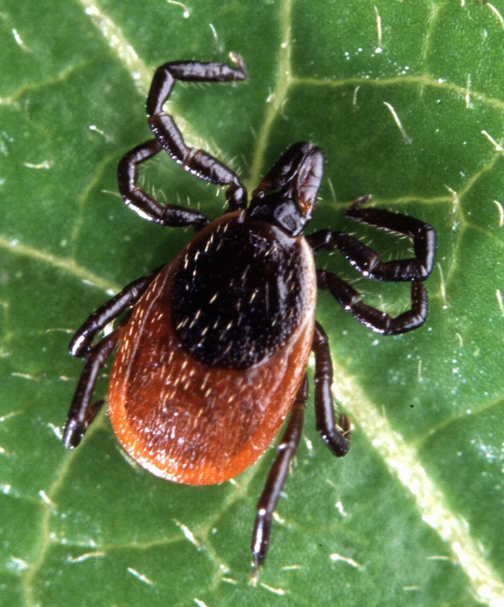 Ticks — Ixodida — photographed for identification