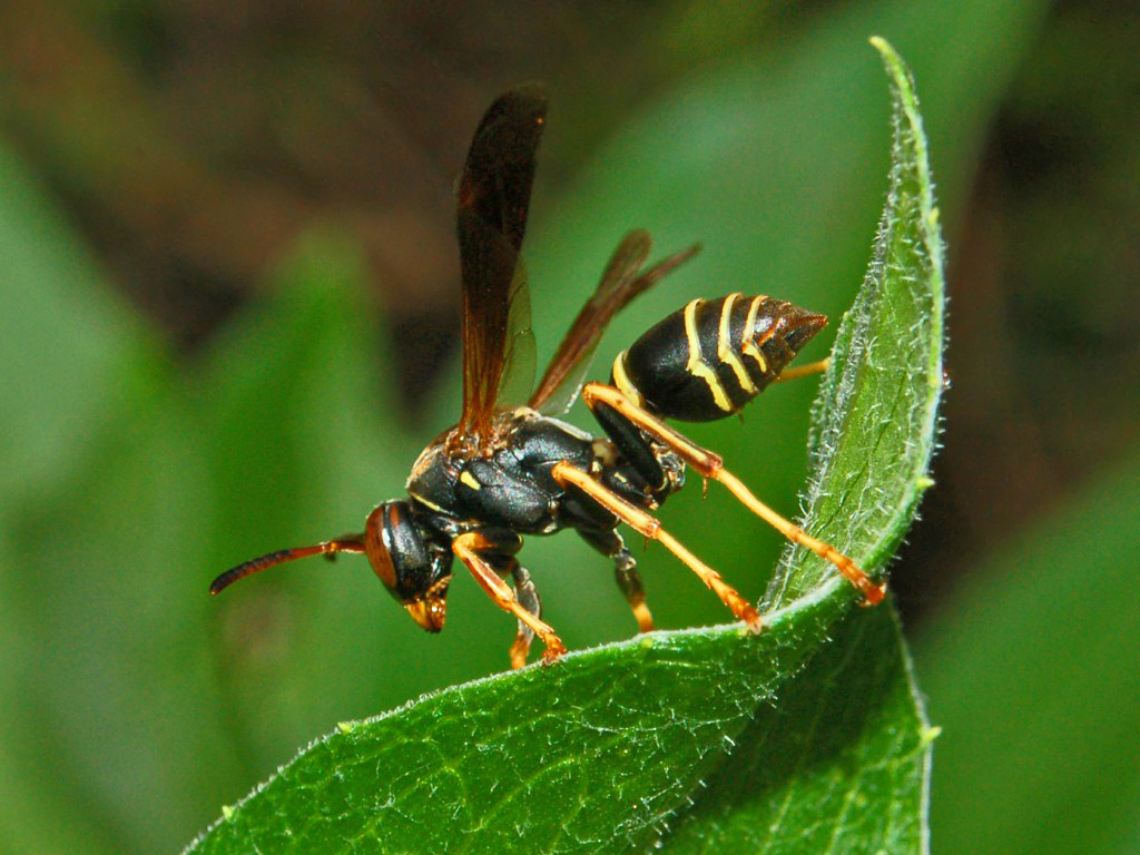 Wasps — Vespidae — photographed for identification